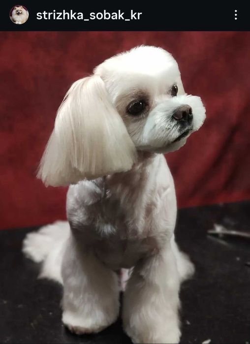 Грумер Кропивницький