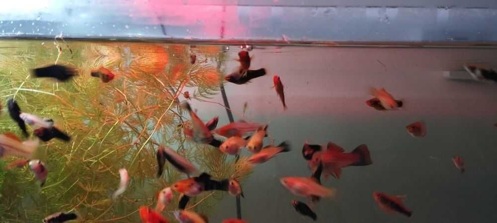 Mieczyki rybki akwariowe mix