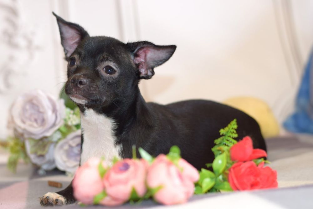 Нежная девочка чихуахуа