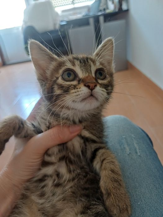 Gatinhos|  1 coracao pequenino procura uma familia