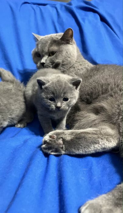 Blue boy-kocurek brytyjski