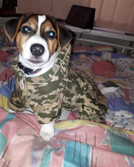 Одяг для собак.Розмір хl.Стан б/у у чудовому стані.