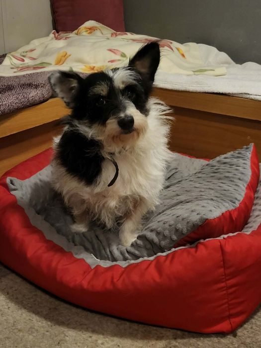 Kropka maleńka psia babcia szuka domku