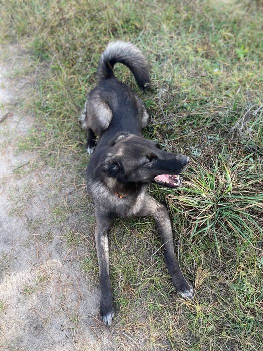 Димок шукає  свою родину