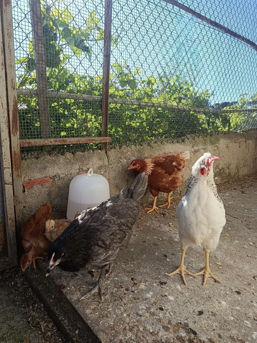 OVOS CASEIROS DE GALINHAS CRIADAS AO AR LIVRE