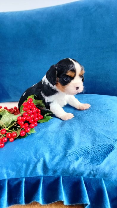 Przepiękny piesek tricolor Cavalier King Charles Spaniel  Czarlie