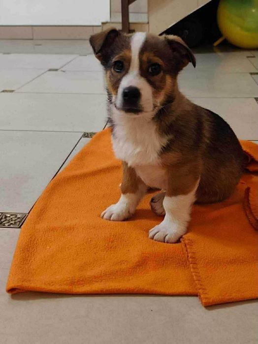 Dwa maluszki poszukują domów