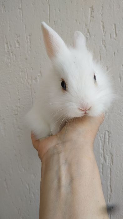 Белые мини кролики праздничные крольчата купить в Харькове крольчонок
