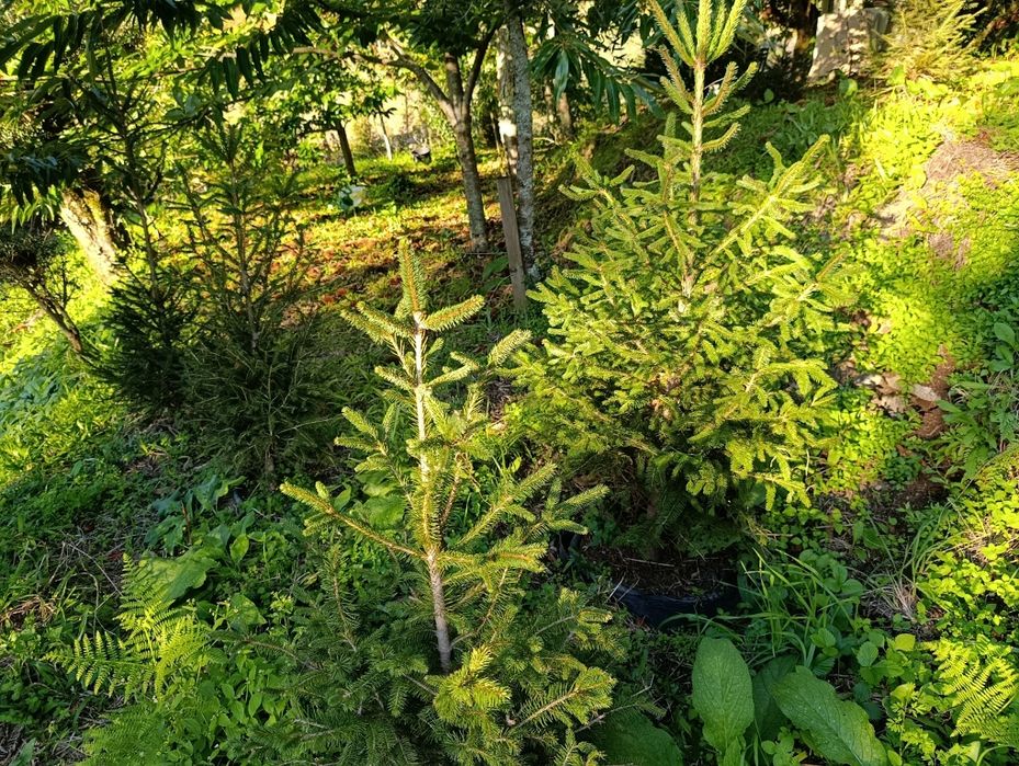 Pinheiro de Natal naturais