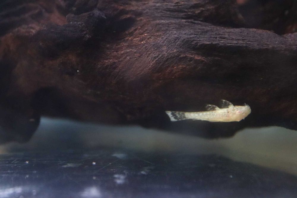 Ancistrus Gold Albino | Criação Própria | Juvenis Saudáveis