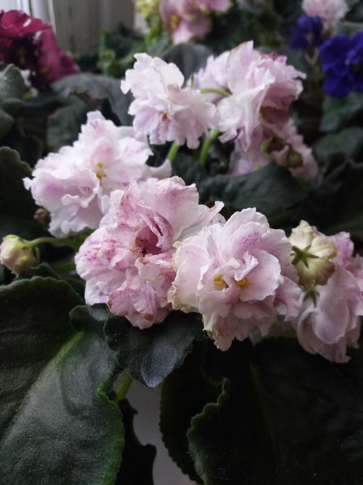 Продам комнатные фиалки