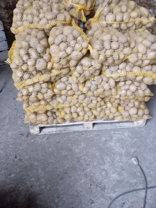 Ziemniaki jadalne żółte Denar i Michalina kopane na zamówienie