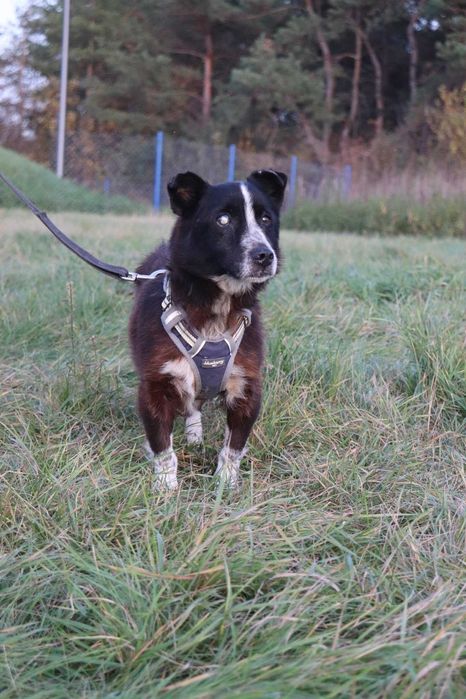 Do adopcji - PERUN