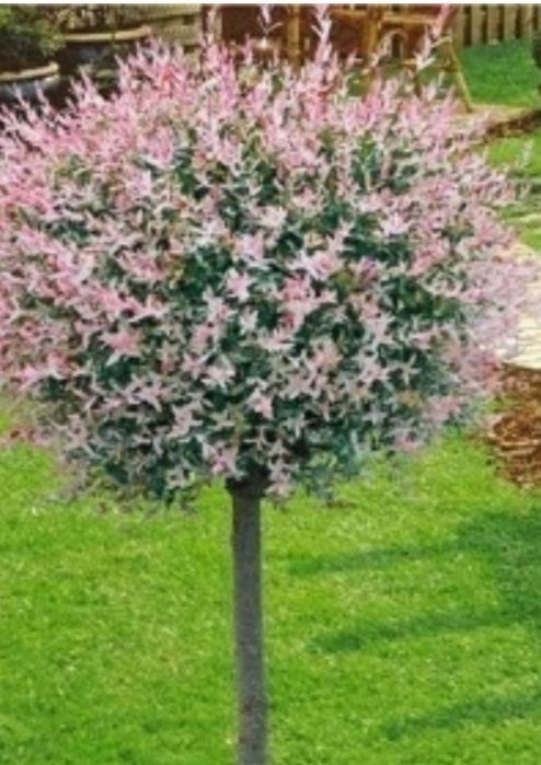 Wierzba hakuro 120 cm