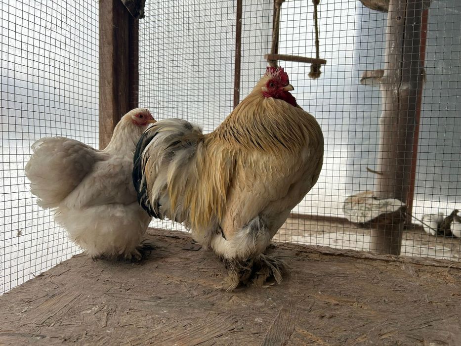 Pary kochin miniaturowy  Piękne Kury 1+1