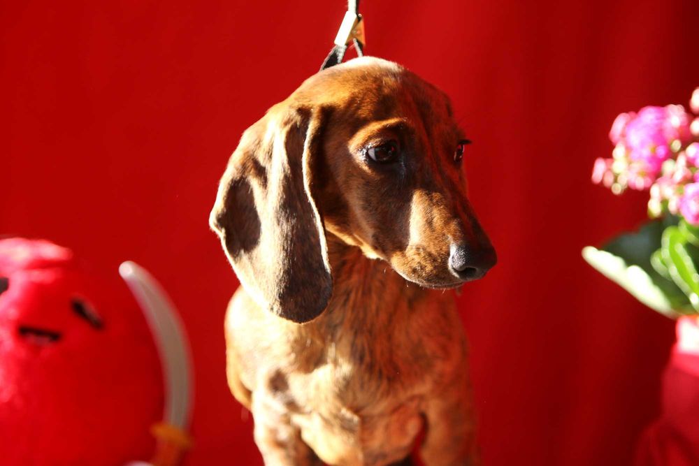 Jamnik króliczy krótkowłosy ZKwP/FCI cudny ALFIŚ