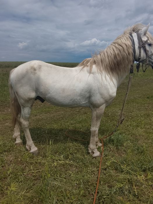 Продається жеребець