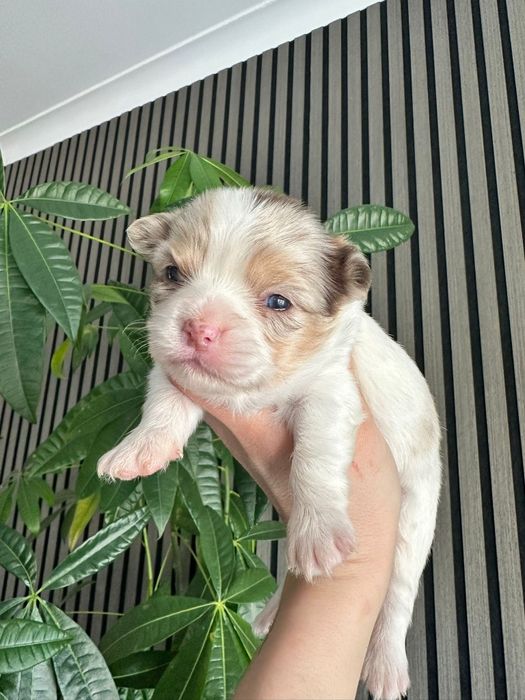 Chihuahua branco e merle menino pêlo longo.  Olhos verdes.