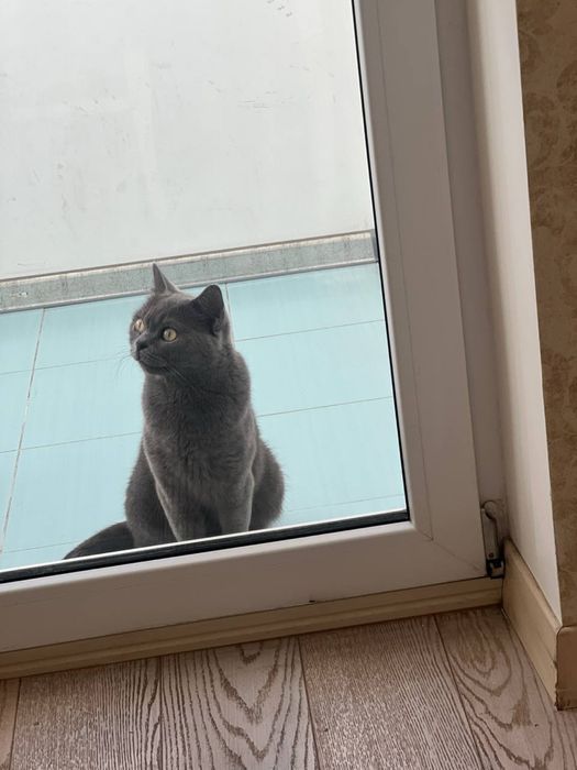 Віддам в добрі руки кішка,4 роки, стерелізована