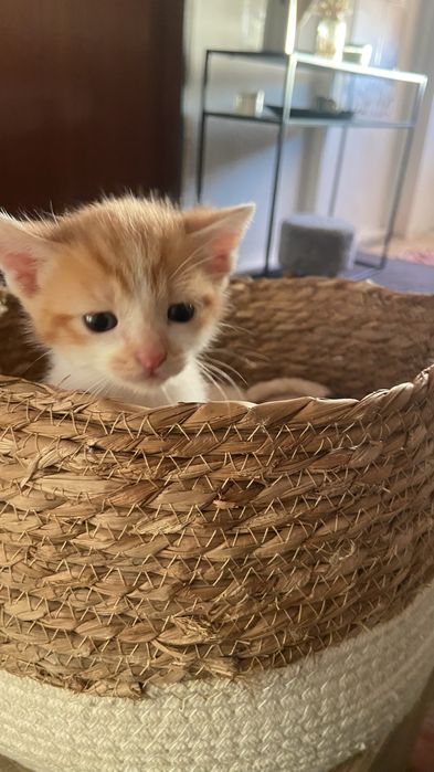 Gatinho para dar