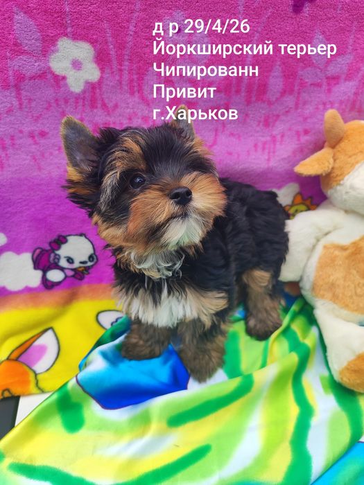 Йоркширский терьер