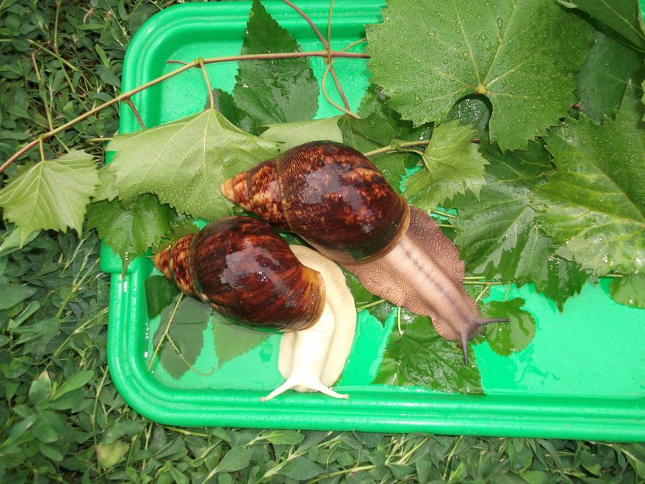 Детки Сухопутные улитки Овумята с геном Альбино