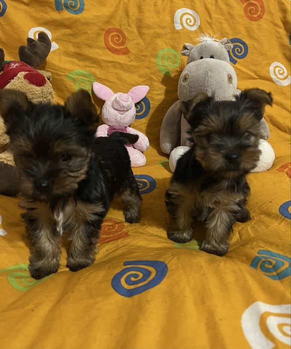 Цуценята йоркширського терʼєра дівчинка