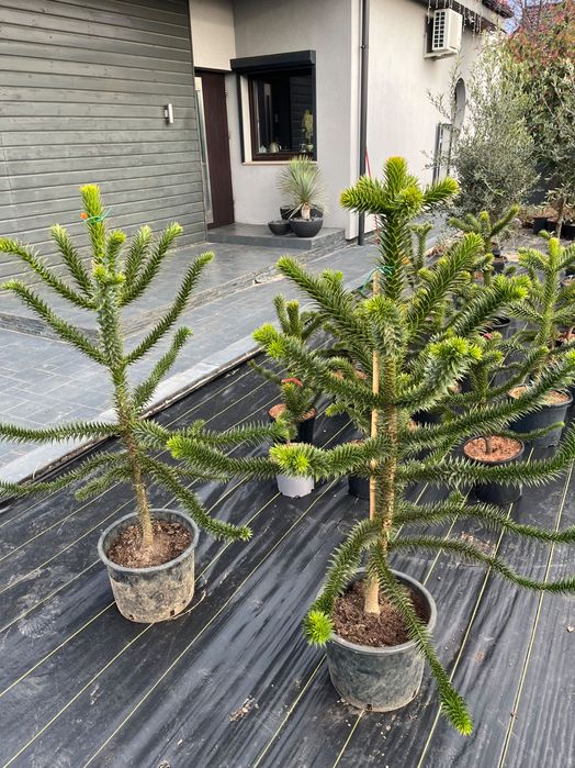 Araukaria Małpie Drzewo 130 cm wysokości