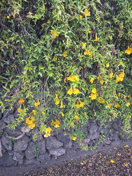 Sementes de alamanda amarela