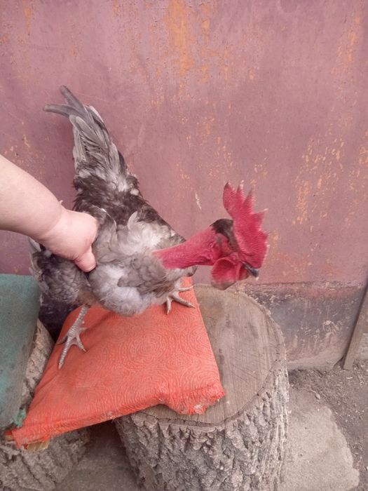 Продам півнів продам