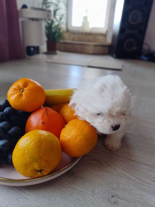 Міні мальтійська болонка мальтезеьтезе