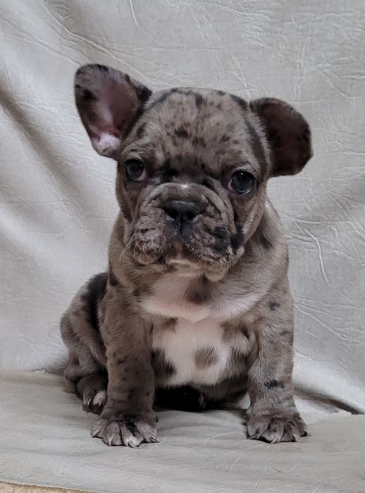 Цуценята французького бульдога