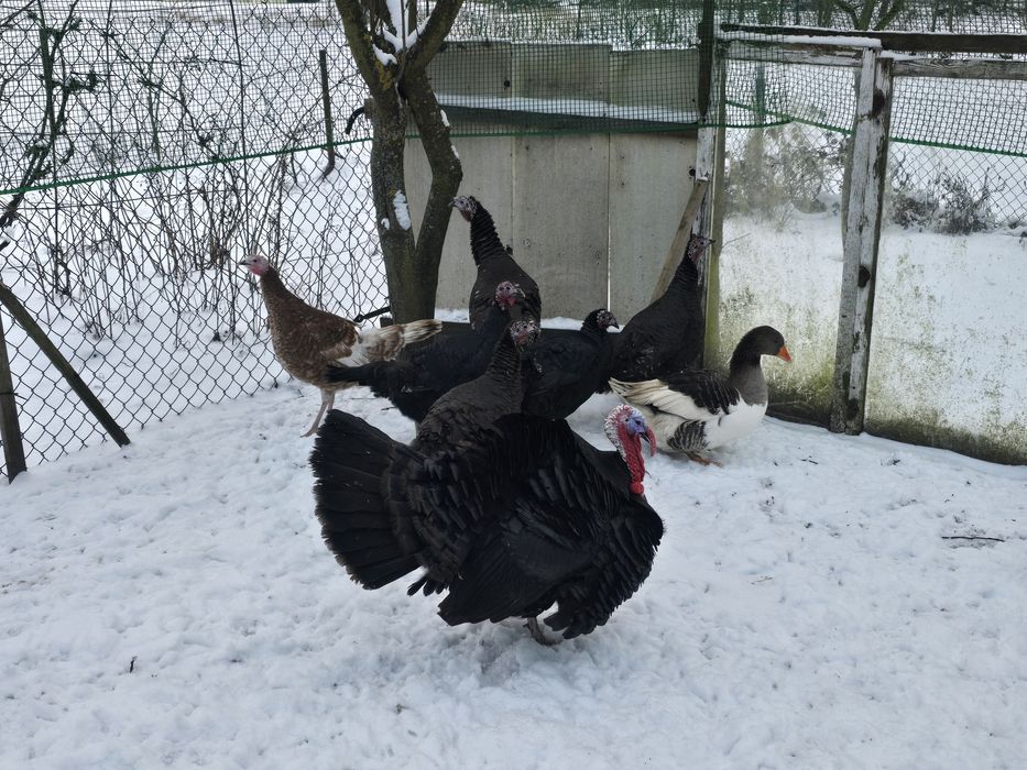 Młode Indyki i gęś