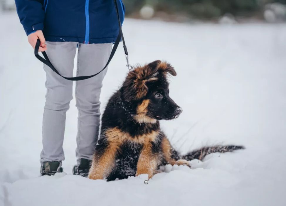 Owczarek NIemiecki Długowłosy