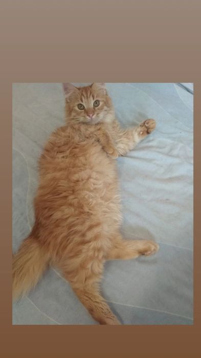 Отдам рыжего пушистого кота, 7 месяцев