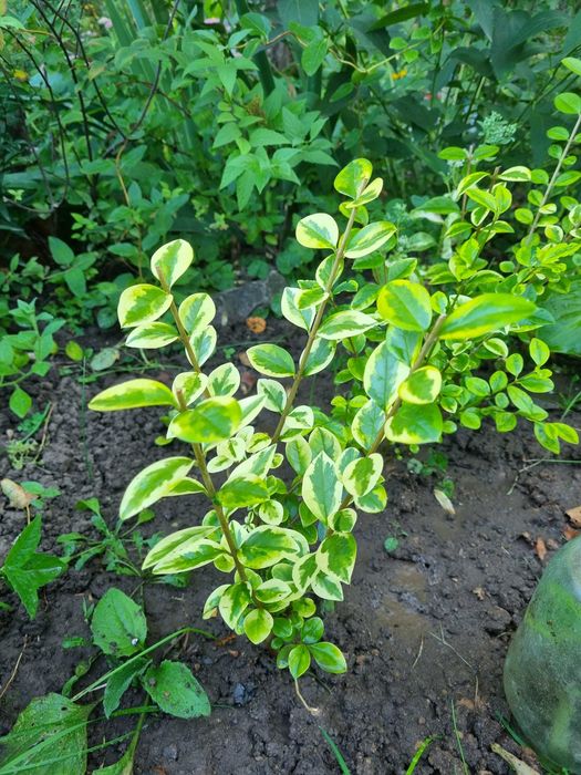 Перовския лебедолистная