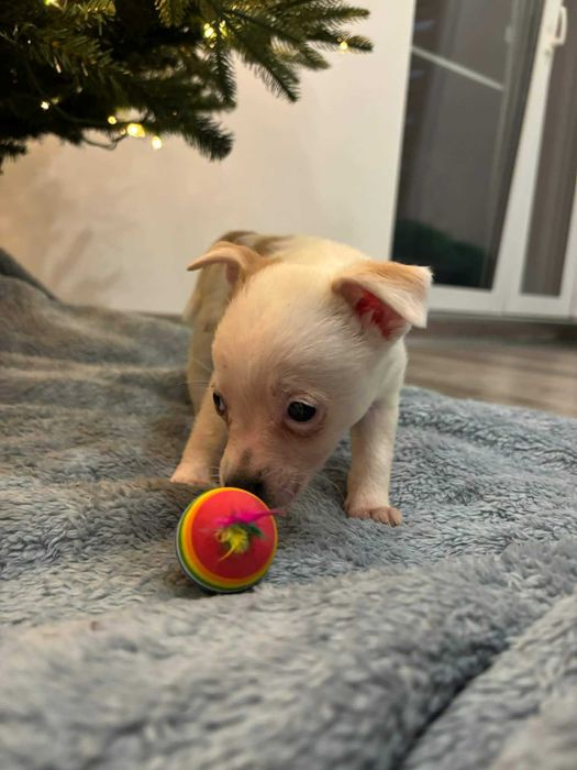 Maleńkie łapki, wielkie serce – poznaj Lady”