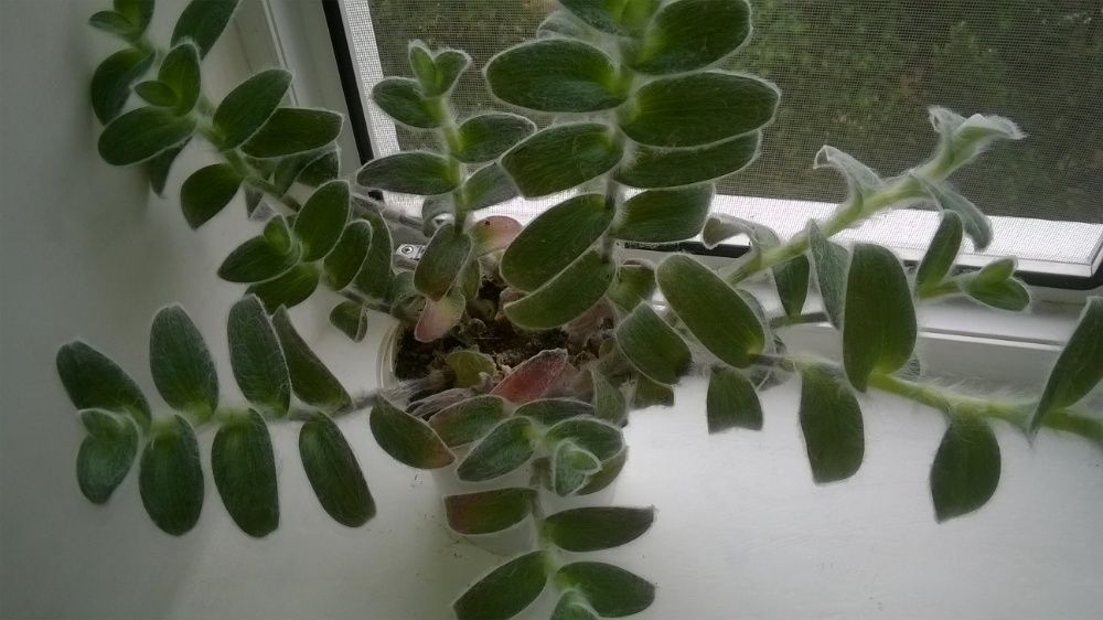 Красавец - кактус, хавортия и другие комнатные растения, цветы