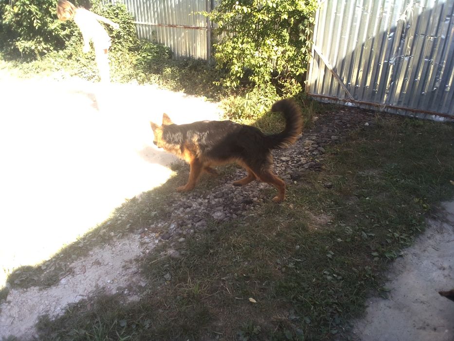 Німецька вівчарка