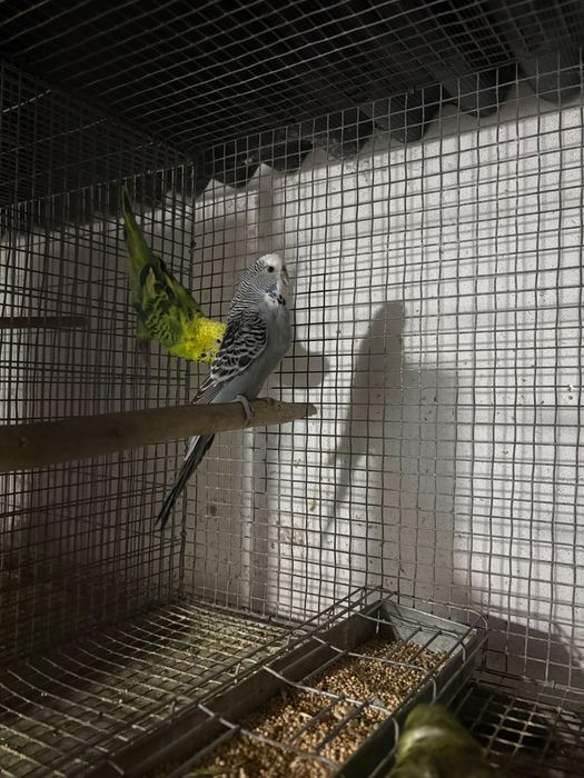 Casal de periquitos ingleses   periquito limão