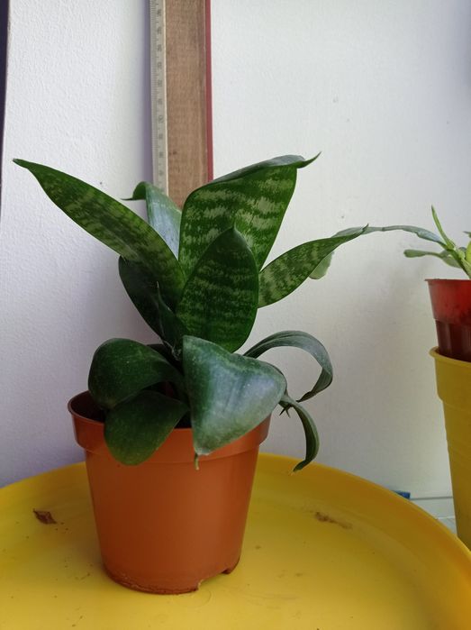 Сансевиерия  квітка