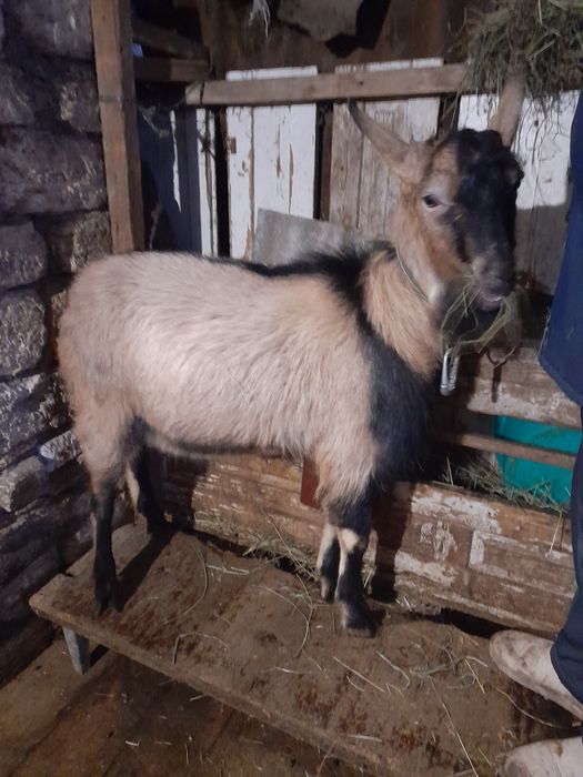 Продам козлика 11 місяців