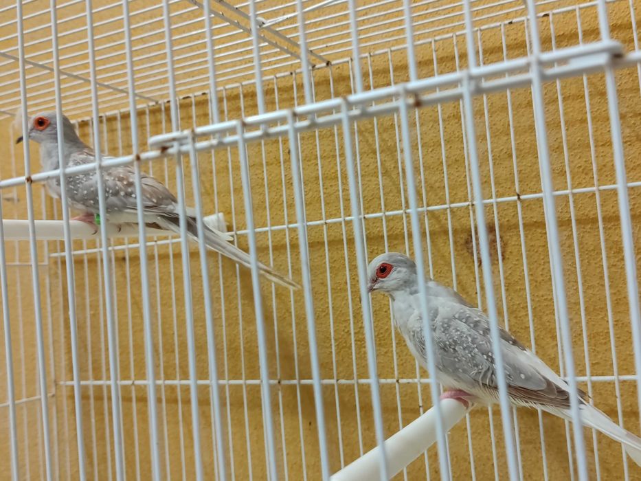 Casais rolas diamante