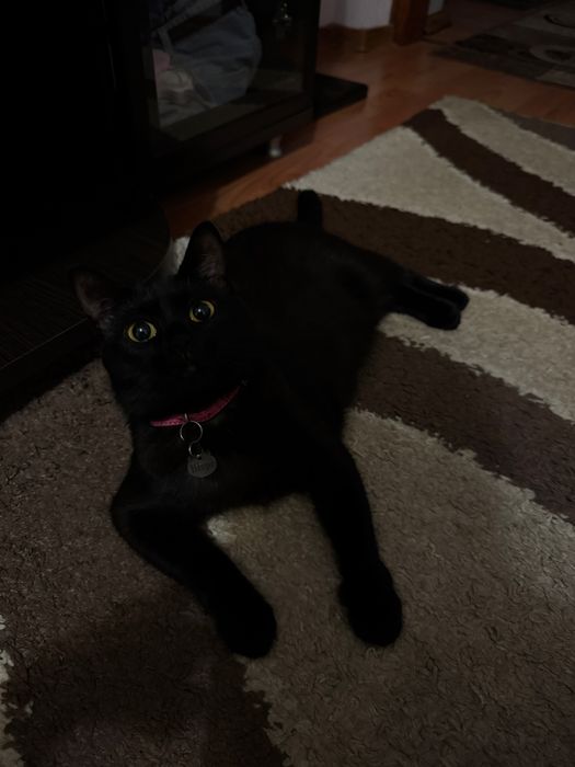 Віддам в хороші руки