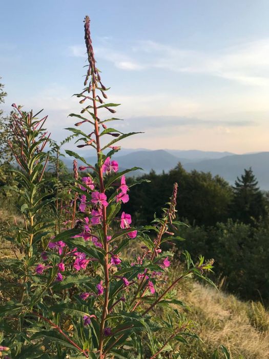 Карпатський Іван Чай ферментований з лавандою, карпатский иван чай