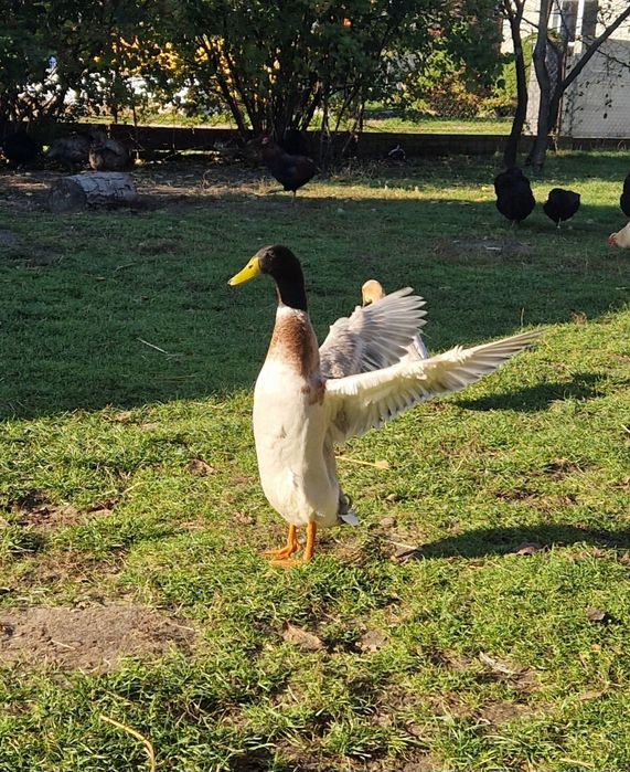 Kaczorek kaczor biegus indyjski