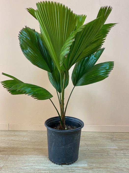 Rara palmeira de leque japonesa ou Licuala grandis