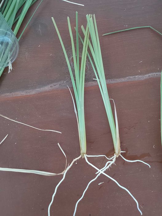 Vetiver (estacas)