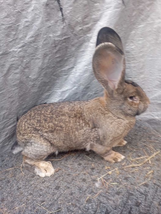 Sprzedam samicę olbrzyma belgijskiego szarego