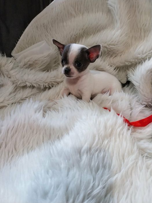 Chihuahua śliczny mini piesek !